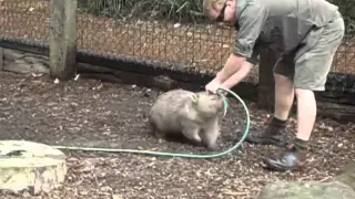 Fatty Wombat wants to play!