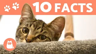 10 Things You (Probably) Didn't Know About CATS