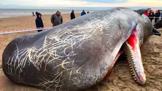 Wenn DU das am Strand siehst, LAUF weg!