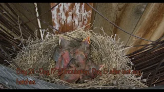 Robin Babies From Eggs to Flying