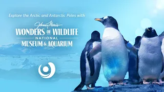 Polar Expedition with JOHNNY MORRIS' WONDERS OF WILDLIFE NATIONAL MUSEUM & AQUARIUM