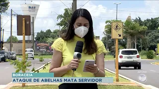 Homem morre após levar centenas de picadas de abelhas em Boraceia