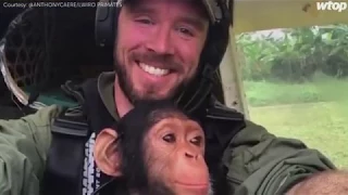 Rescued baby chimpanzee snuggles with pilot en route to sanctuary