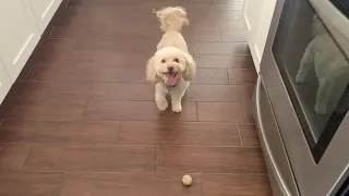 Dog Taps Paws Adorably Waiting for Owner to Play a Game of Fetch - 1056106