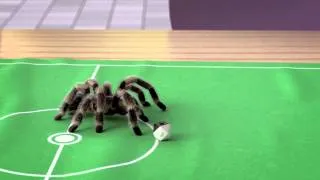 Football playing spider