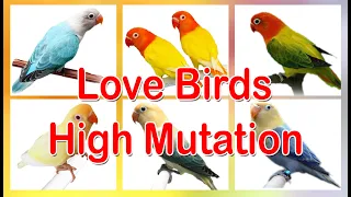 Love Bird High Mutations