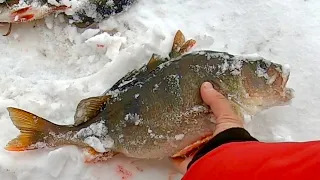 ОЗЕРО ТРОФЕЙНЫХ ЩУК И ГОРБАТЫХ ОКУНЕЙ! 1 часть.