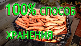 Хранение моркови! Как хранить морковь зимой - Лучший способ!