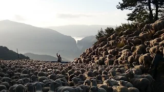 Transhumance dans les Alpes de Haute Provence