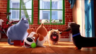 The Secret Life Of Pets - Buddy Finds The Ball