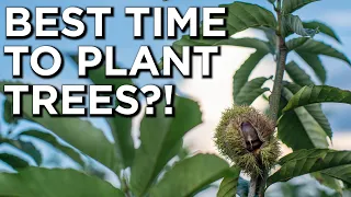 Planting Dunstan Chestnut Trees In The Fall (Or Any Fruit/Mast Tree)