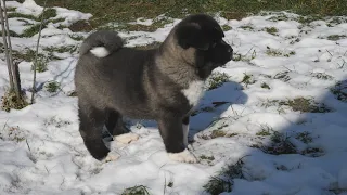 American Akita Puppies Play In The Snow