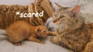 Poor Kitten asks a Female Cat to be his mom, Will She Accept? SCARED KITTEN Nursed by Foster MOM CAT