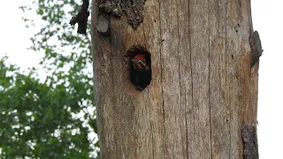Pileated Woodpecker, male and female