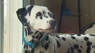 'She's our hero': Dalmatian puppy saves family from house fire