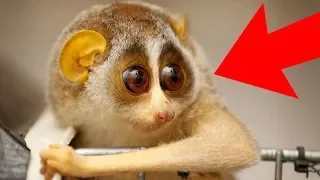 7 CUTE Animals That Can KILL You