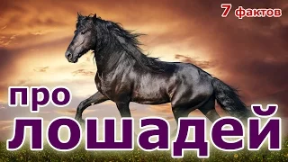 7 фактов про лошадей