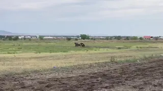 Скачки в Червленом. 1 место Джакаранда