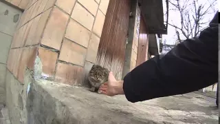 cat gives five - кот дает пять