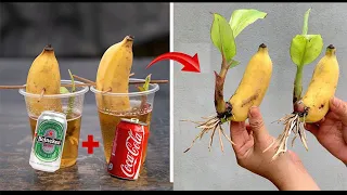 2 newest UNIQUE TECHNIQUES to propagate banana plants that quickly bear fruit and take root#garden