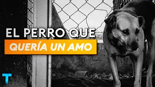 FIRULAIS: EL PERRO QUE MORDIÓ A UN LADRÓN Y SALVÓ A UN EMPLEADO DE UN ASALTO