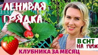 КЛУБНИКА 🍓  за месяц. ЛЕНИВАЯ грядка ДАЧА