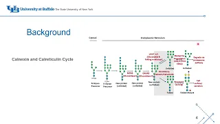 Global analysis of cell changes in the absence of glycosylation processing proteins #Code: 278