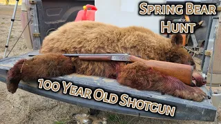 BC Spring Bear Hunt - 100 Year Old Shotgun - Spot and Stalk - Catch Clean and Cook