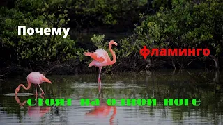 flamingo . Почему фламинго стоят на одной ноге