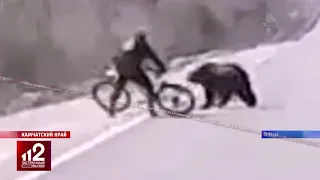Нападение медведя на велосипедиста   видео