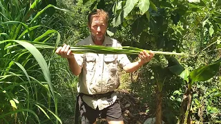 Learn How to Manage Napier Grass in Syntropic Farming with Scott Hall