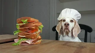 Dog Makes Sandwiches & Cinnamon Rolls: Funny Dog Maymo