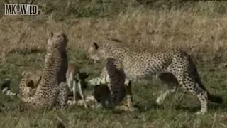[!!Shaky Video!!] Cheetah Cubs playing with baby gazelle before eating it l MK Wild l