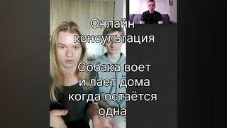 Собака воет и лает, когда остаётся одна дома. Один из способов, как решить эту проблему.