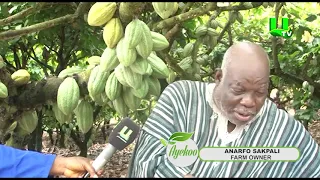 AYEKOO: Ched Impact On Cocoa Farmers