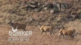 Eland hunting with Nick Bowker Hunting - African safari hunting