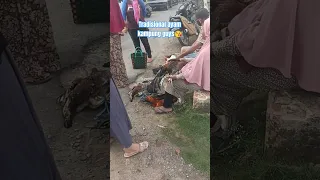 Ayam kampung, makanan tradisional guys😘#viral #shorts#trending #2024 #trendingshorts #shortvideo