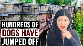 This Bridge Makes Dogs Jump Off Of It | Overtoun Bridge Possible Explanations