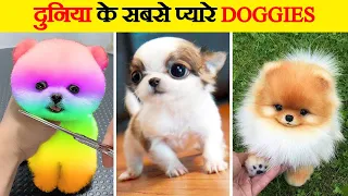दुनिया के सबसे प्यारे कुत्ते | Cutest Dogs in the World | World’s Cutest Dog Breeds