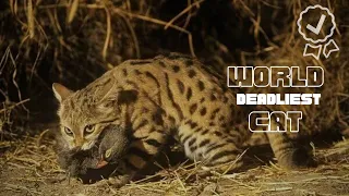 Black Footed Cat: Not The Petting Type