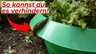 Warum überwinden Schnecken den Schneckenkragen? 🐌 5 Fehler bei der Anwendung von Schneckenringen