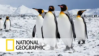 Дикая природа Антарктиды / Документальный фильм National Geographic 2023