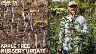 An Update on our Apple Tree Nursery -- 6 Months Later!