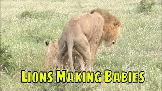 Lions Making Babies