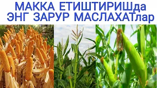 МАККАЖЎХОРИ ЕТИШТИРИШда ЭНГ ЗАРУРИЙ АГРОМАСЛАХАТлар