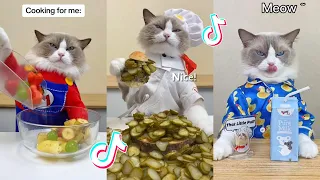 That Little Puff | Cats Make Food 😻 | Kitty God & Others | TikTok 2024 #27