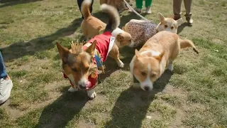 Corgis gather for walk near Buckingham Palace as owners pay tribute to Queen Elizabeth II