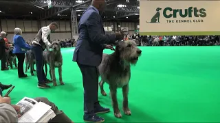 Irish Wolf Hounds Crufts 2023