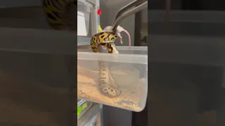 FEEDING Snake Collection in Turbo Mode