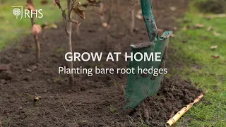 How to plant bare root hedges | Grow at Home | Royal Horticultural Society